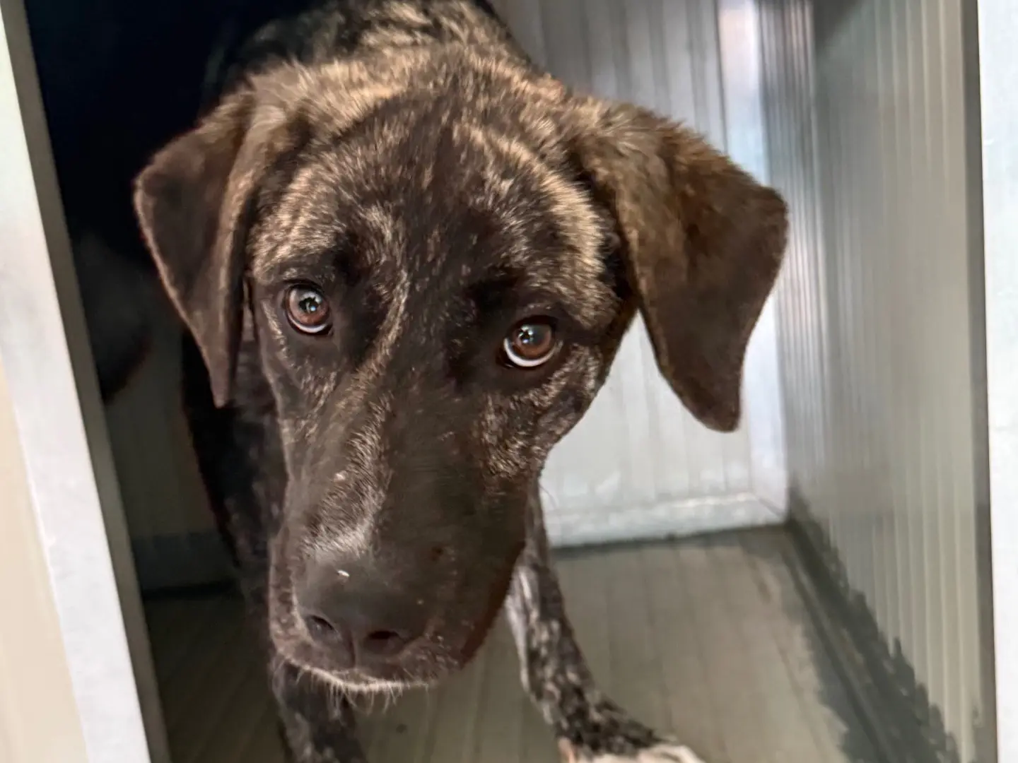 Adozione cane, femmina, Razza sconosciuta Razza sconosciuta, 1 anno e 11 mesi, taglia grande, Milano