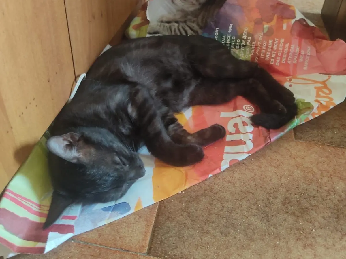 Adotta un gatto, taglia non valida, femmina, Lucca