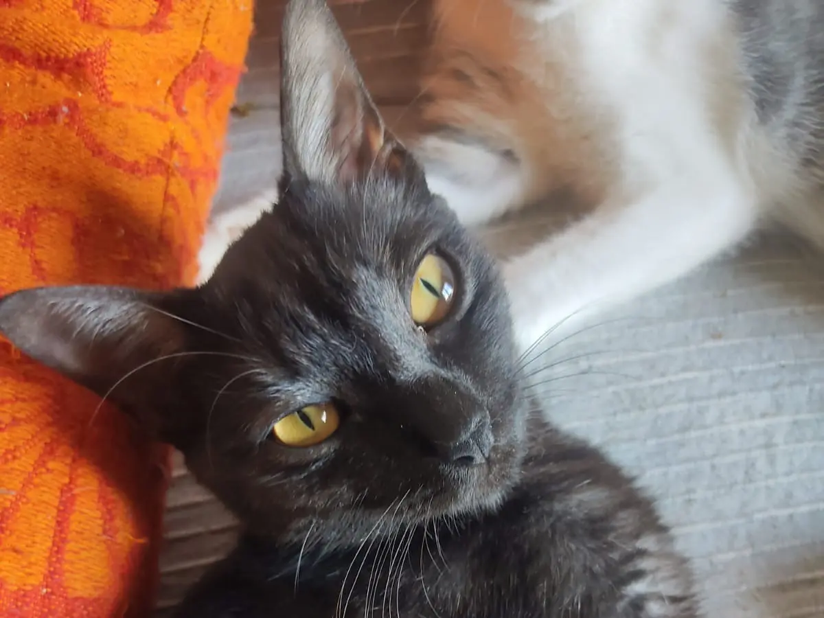Adozione gatto, femmina, Razza sconosciuta Razza sconosciuta, 6 mesi, taglia non valida, Lucca