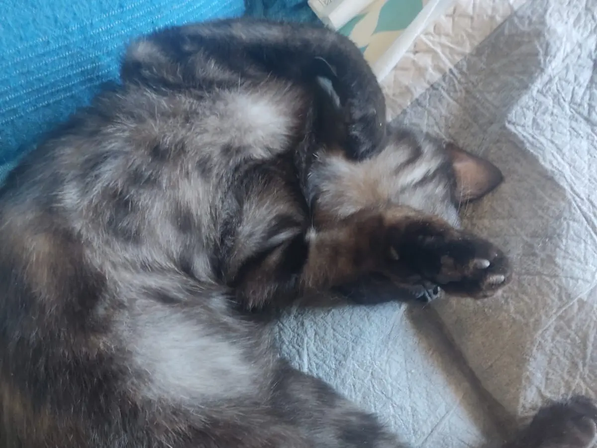 Adotta il gatto NERINA a Lucca