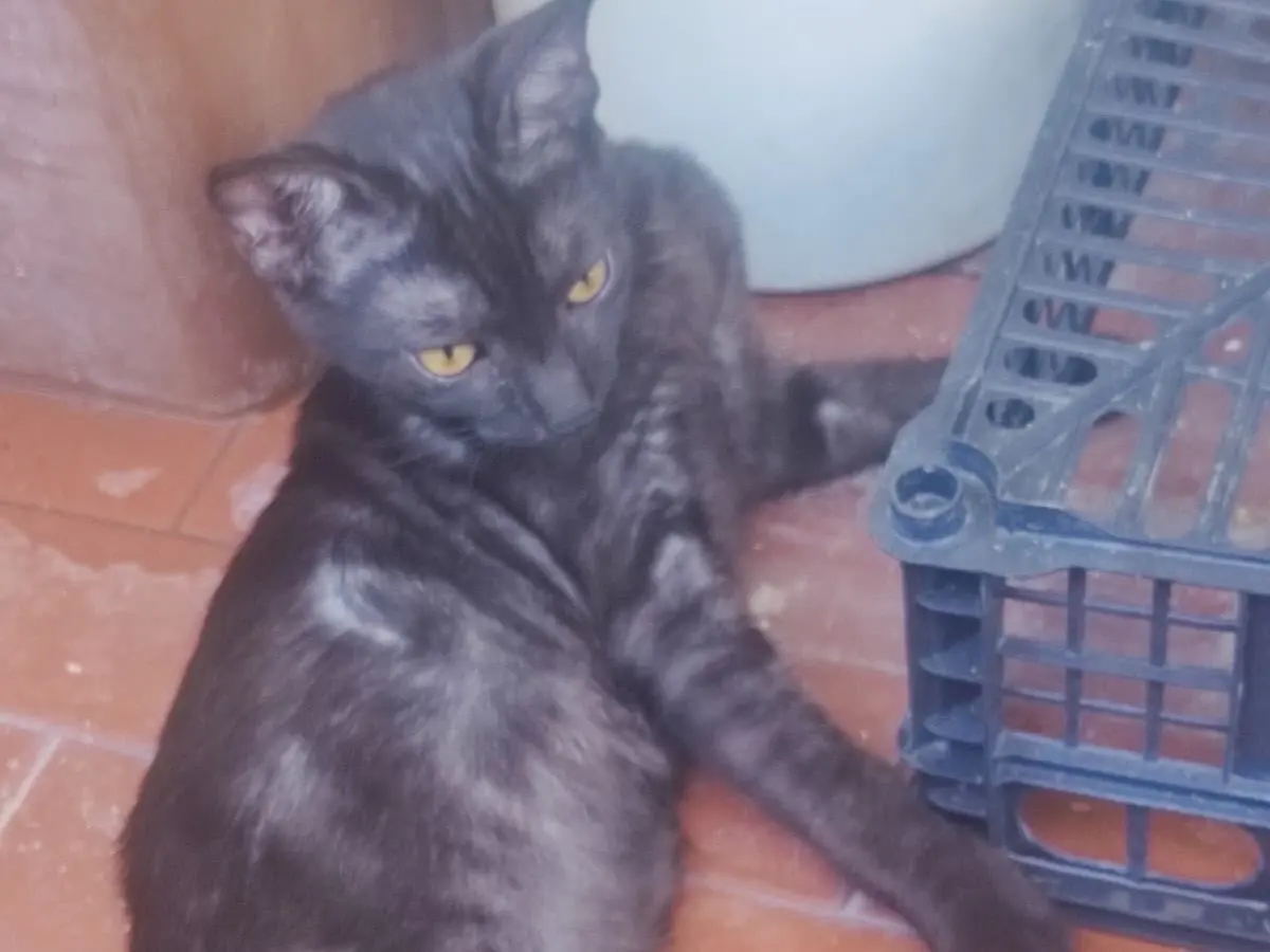 Vuoi adottare un gatto a Lucca?