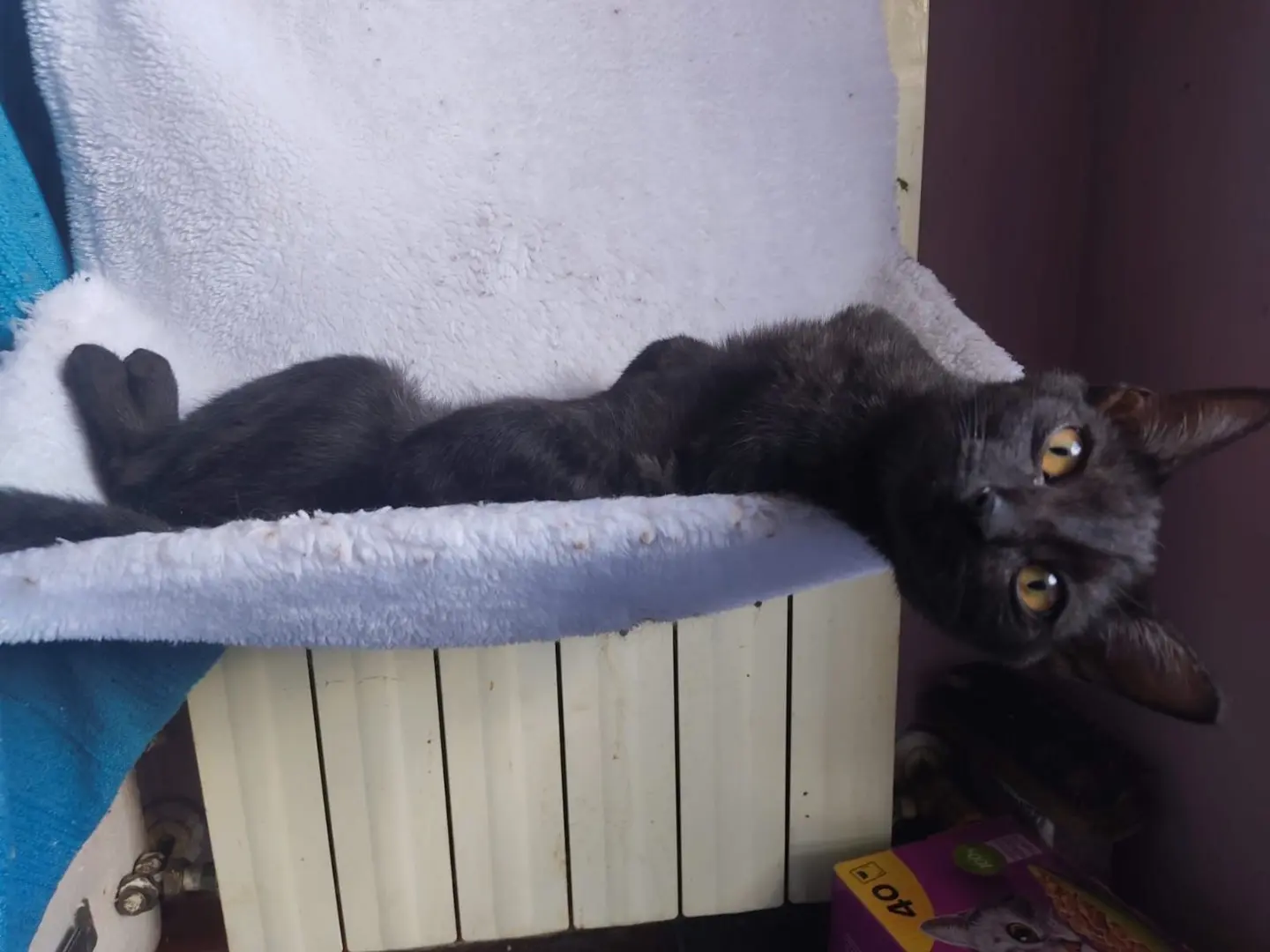 Adotta un gatto, femmina, 6 mesi, Lucca