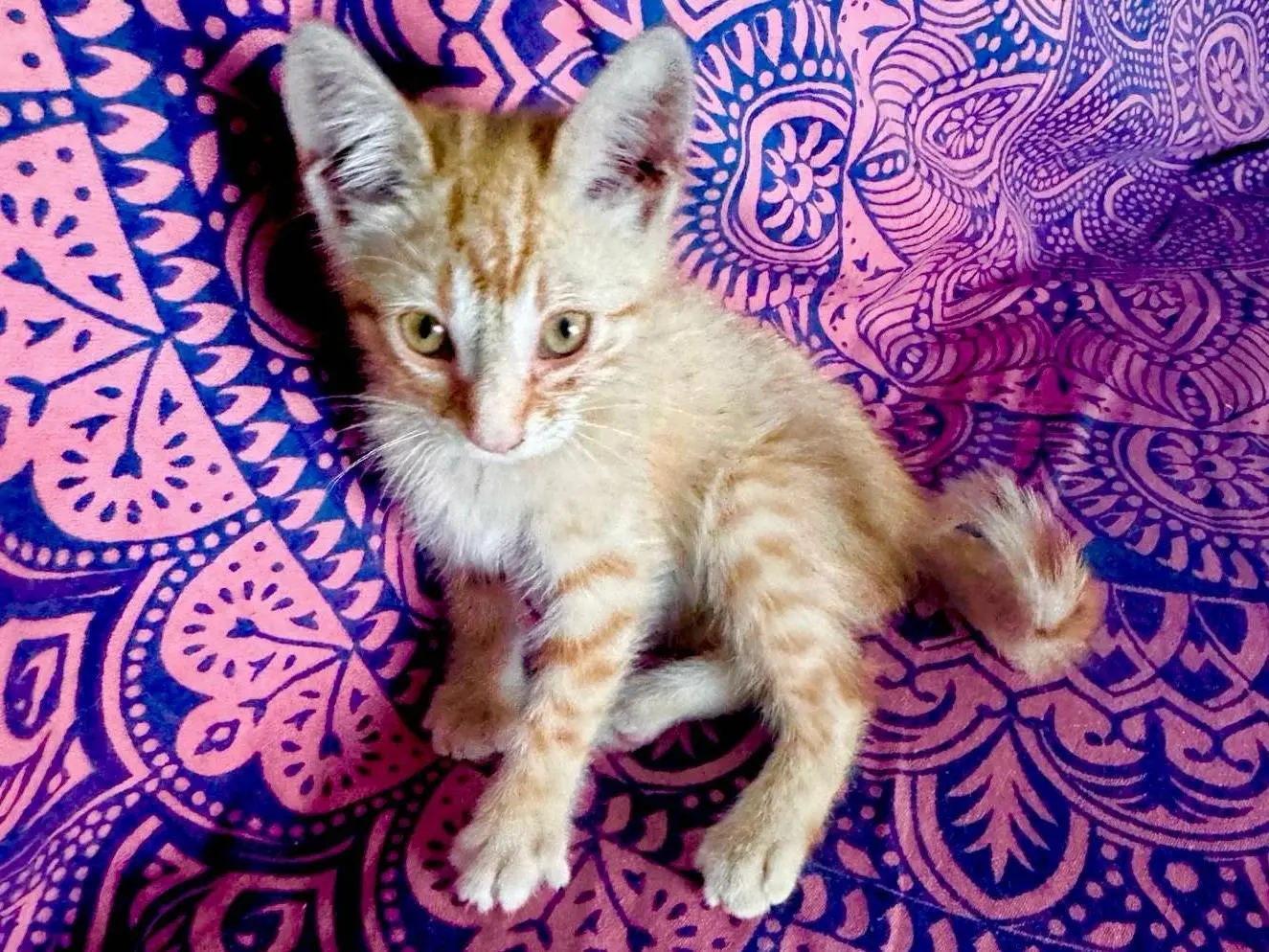 Vuoi adottare un gatto a Campobasso?