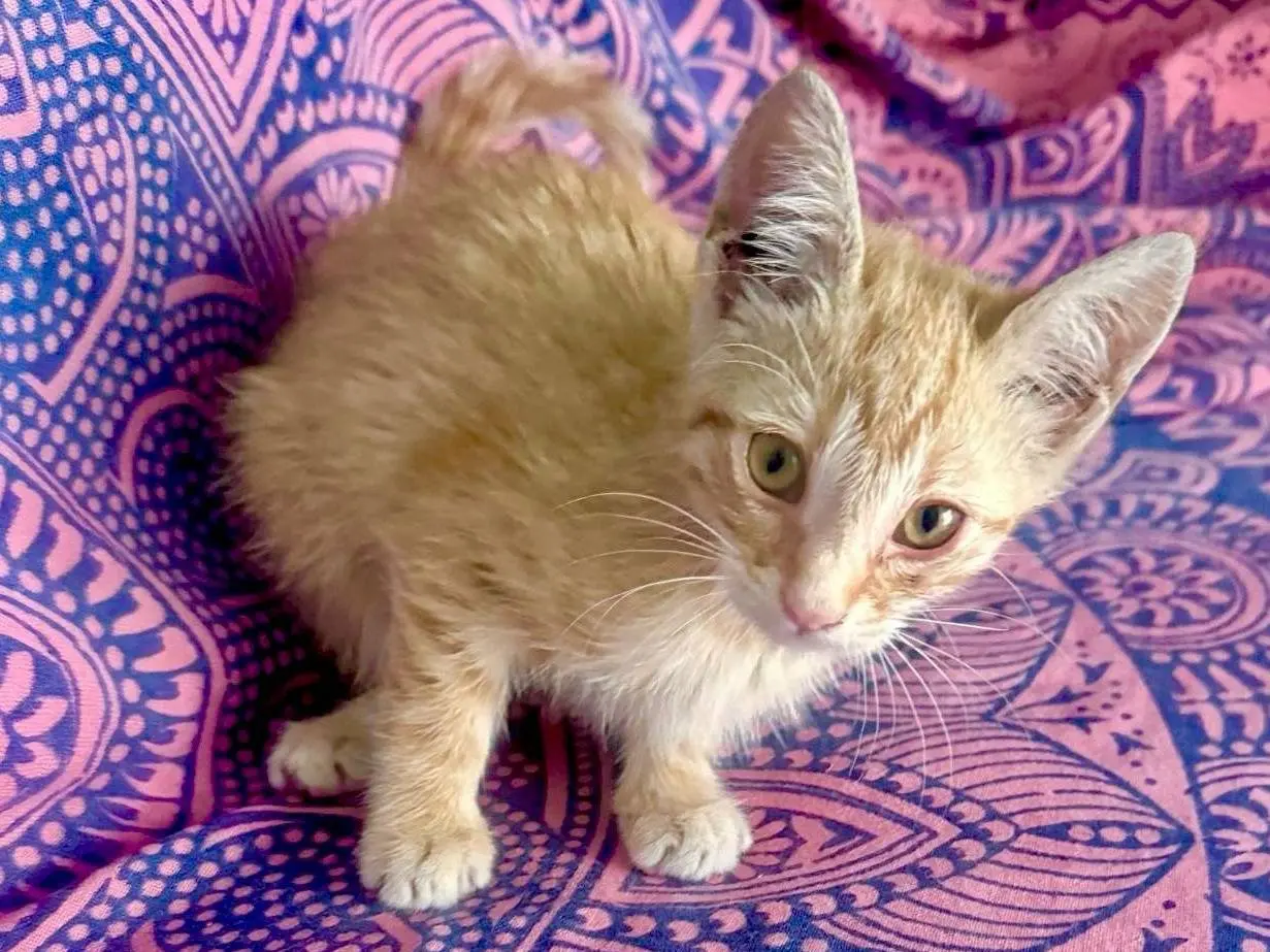Adotta il gatto PEPE a Campobasso
