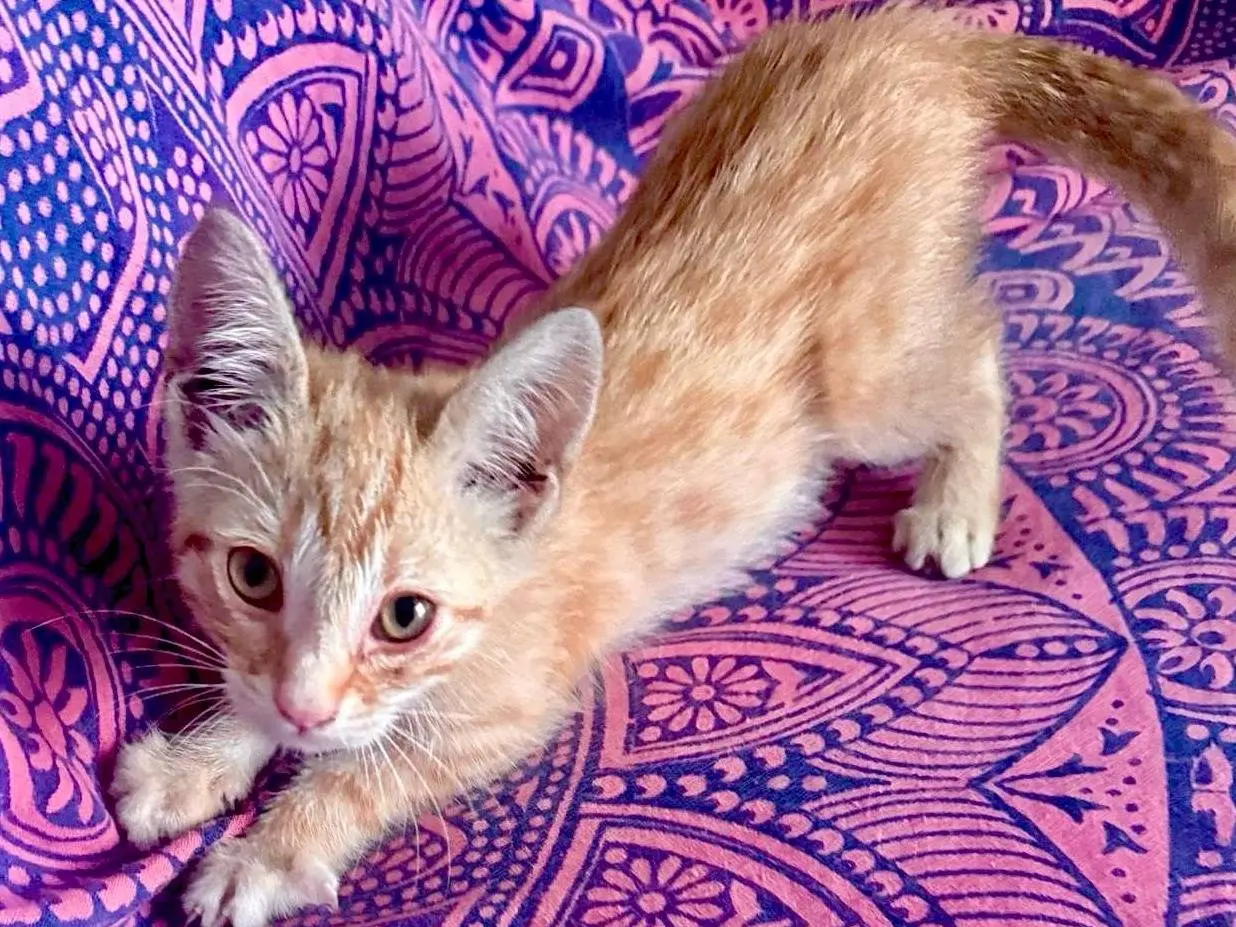 Adozione gatto, maschio, Razza sconosciuta Razza sconosciuta, 5 mesi, taglia non valida, Campobasso