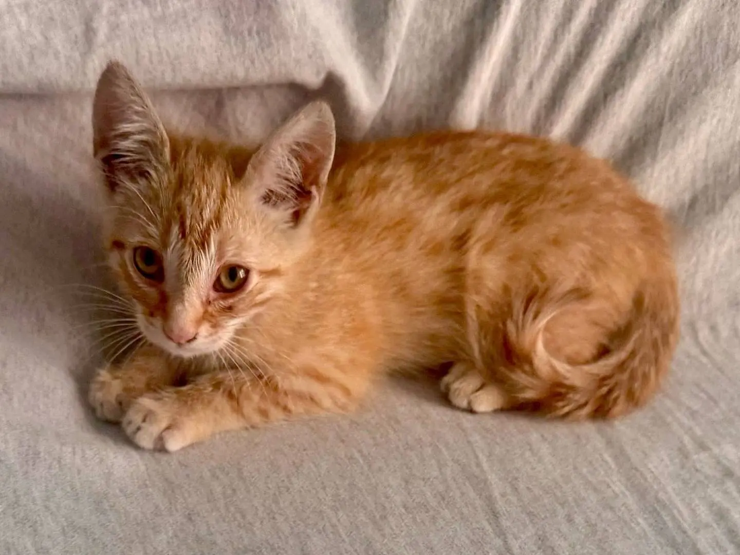 Adotta un gatto, taglia non valida, maschio, Campobasso