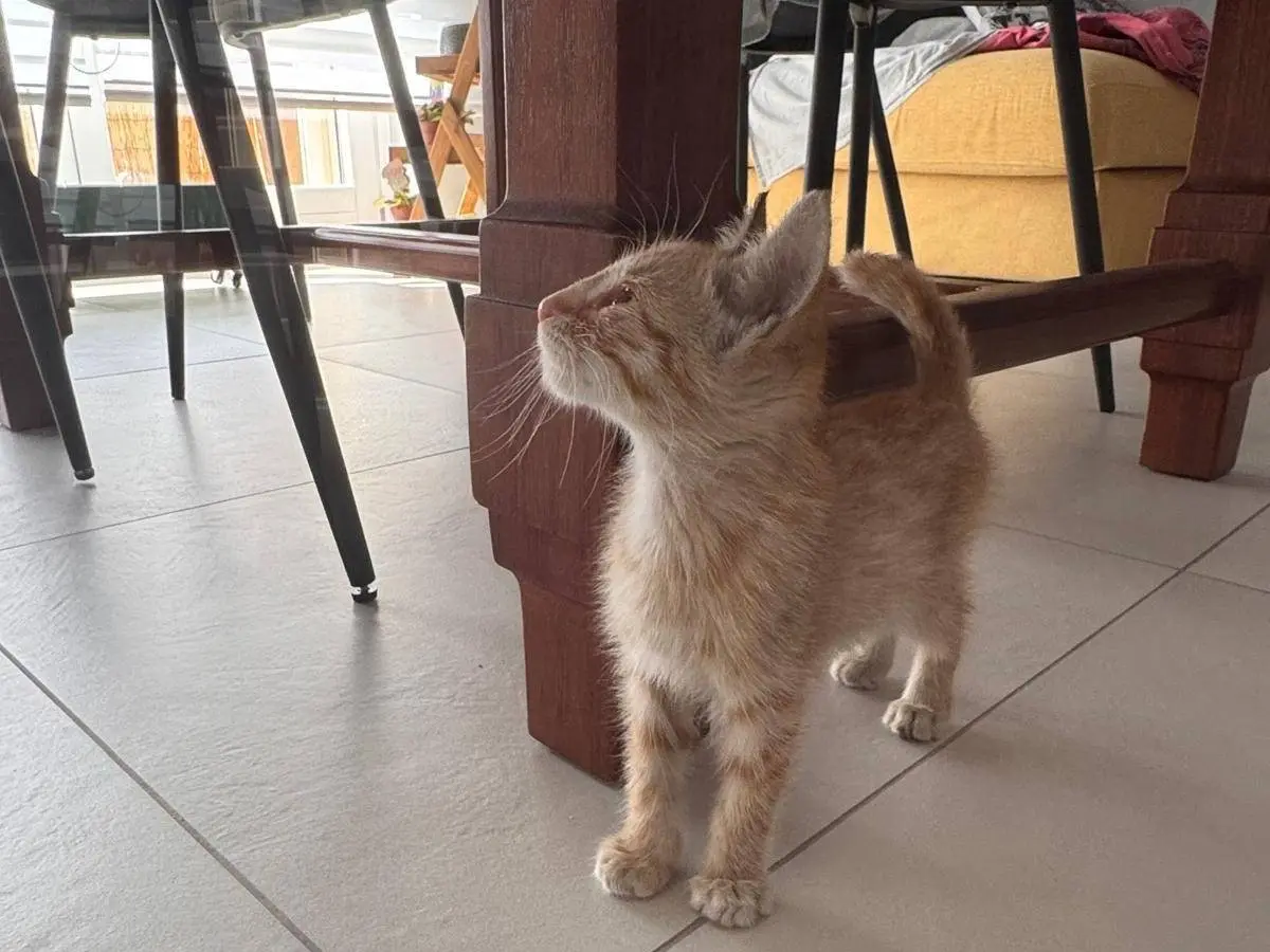 Adotta un gatto, maschio, 5 mesi, Campobasso