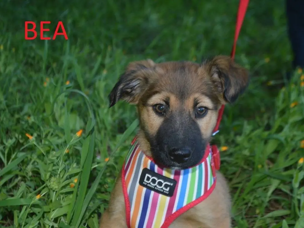 Adotta un cane, femmina, 3 mesi, Lecce