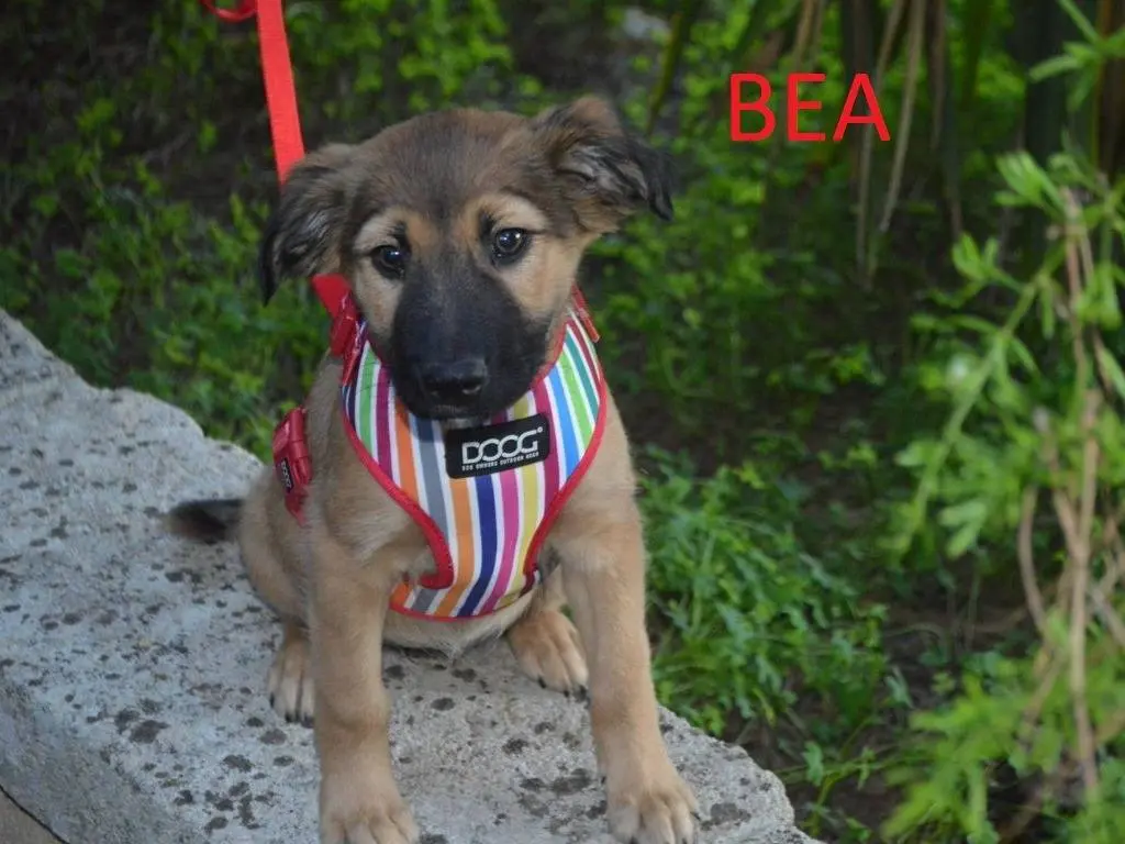 Vuoi adottare un cane a Lecce?
