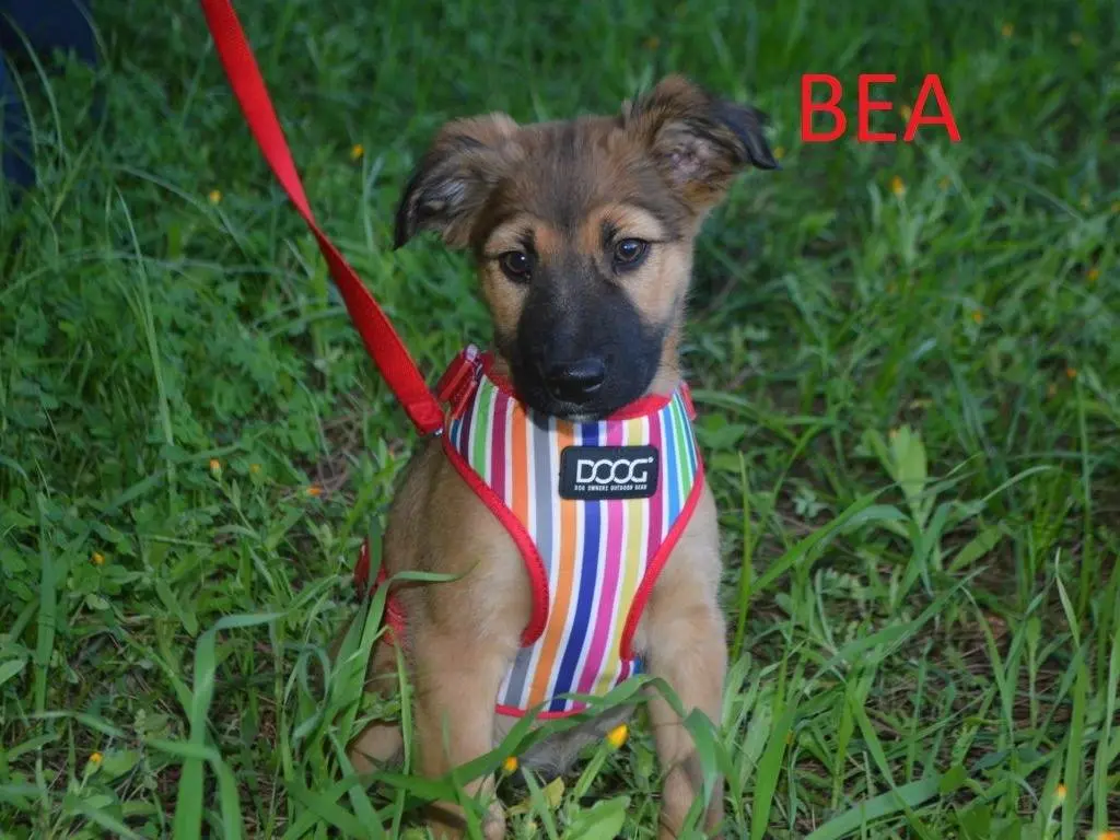 Adozione cane, femmina, Razza sconosciuta Razza sconosciuta, 3 mesi, taglia media, Lecce
