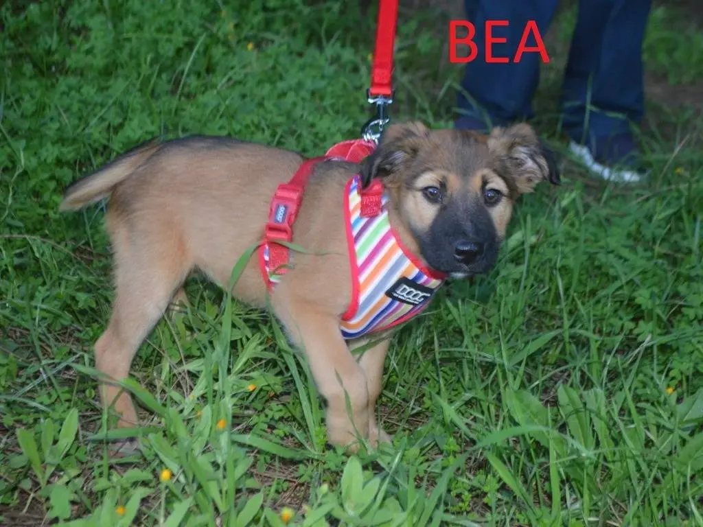 Adotta un cane, taglia media, femmina, Lecce