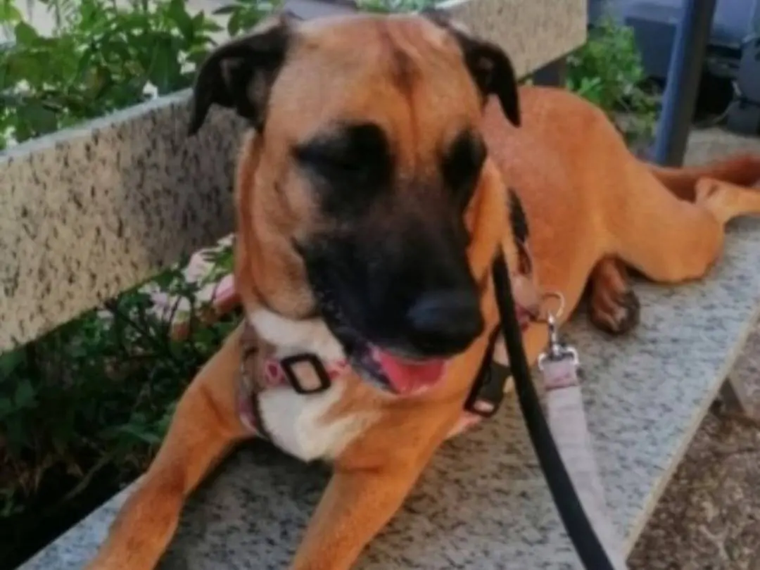 Adotta il cane Gaia mix Malinois a Napoli
