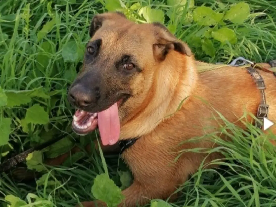Adotta un cane, femmina, 4 anni e 2 mesi, Napoli