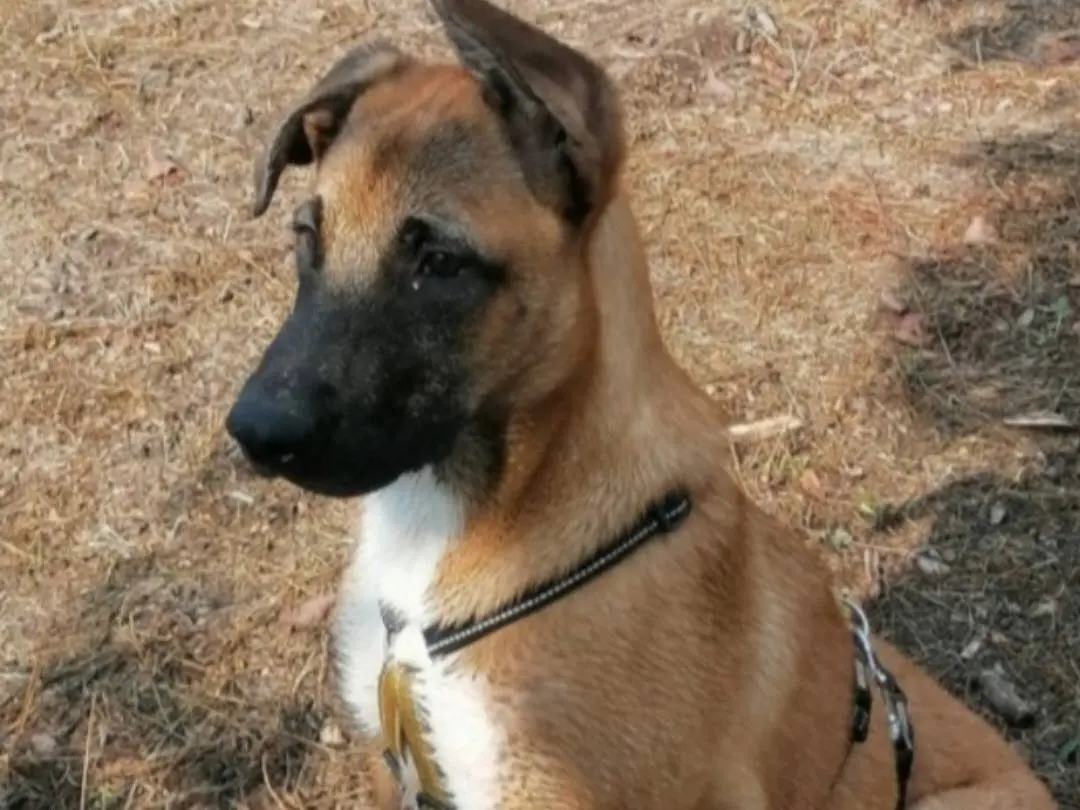 Adotta un cane, taglia grande, femmina, Napoli