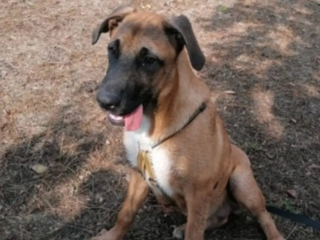 Adozione cane, femmina, Razza sconosciuta Razza sconosciuta, 4 anni e 2 mesi, taglia grande, Napoli