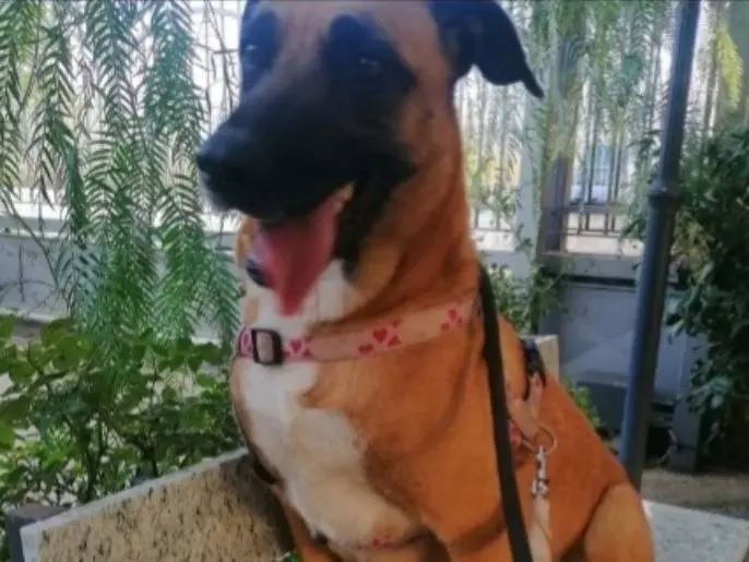 Vuoi adottare un cane a Napoli?