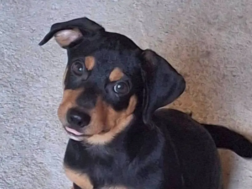 Adotta un cane, maschio, 5 mesi, Crotone