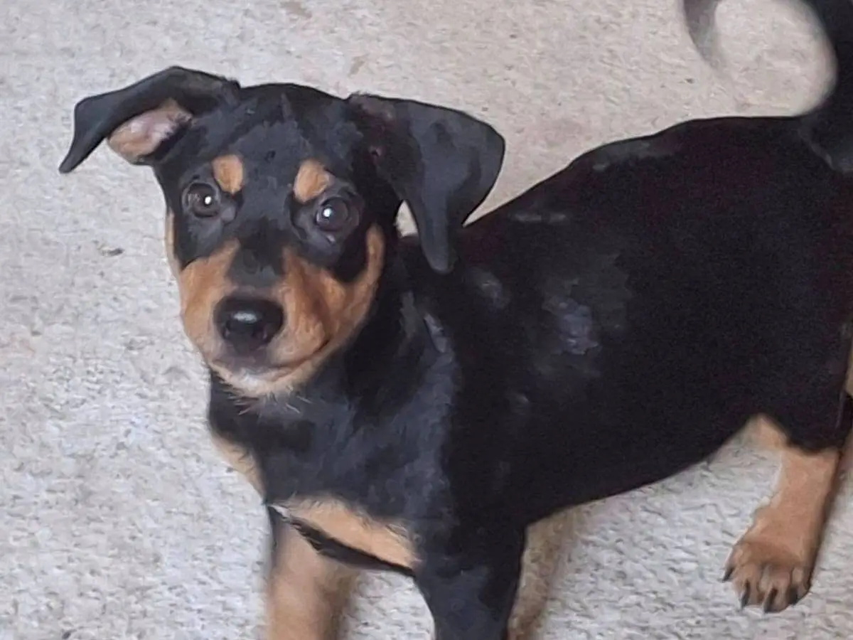 Adozione cane, maschio, Razza sconosciuta Razza sconosciuta, 5 mesi, taglia media contenuta, Crotone