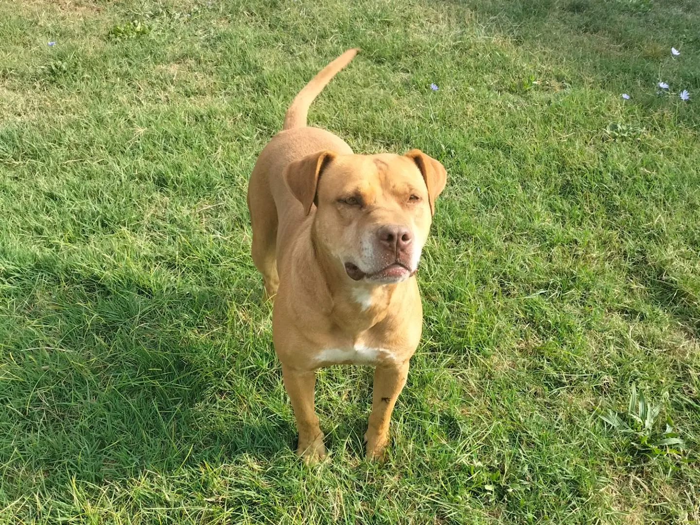 Adotta un cane, femmina, 7 anni e 2 mesi, Ferrara
