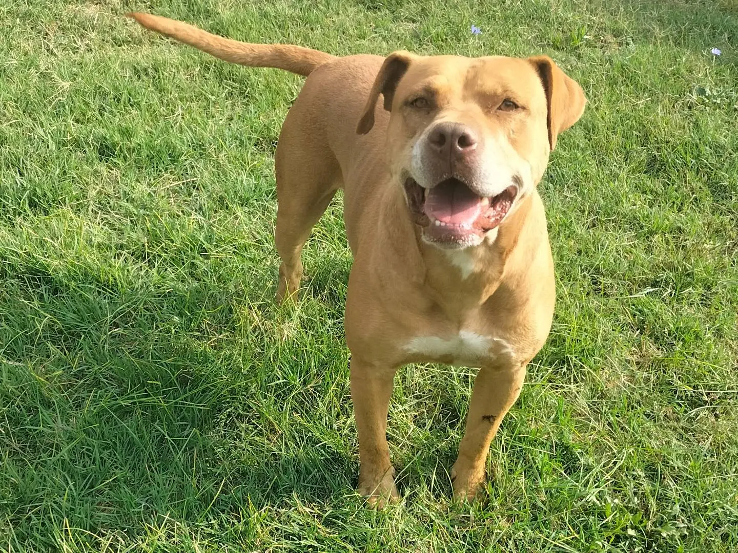 Adozione cane, femmina, American Staffordshire Terrier, 7 anni e 2 mesi, taglia media, Ferrara