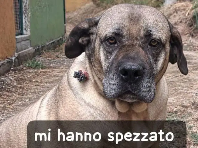 Foto 1 dell'animale