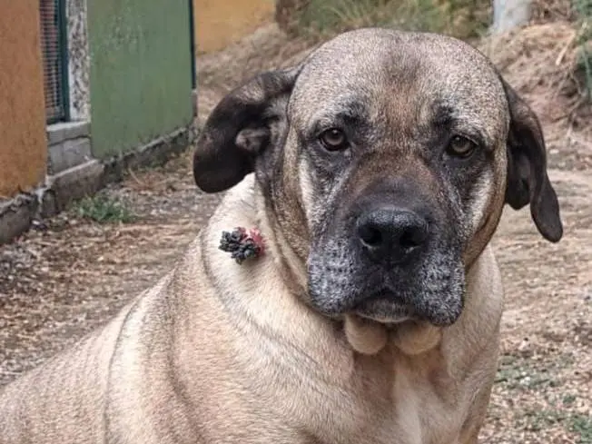 Adotta un cane, femmina, 5 anni e 2 mesi, Asti