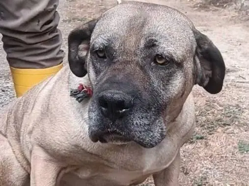 Vuoi adottare un cane a Asti?
