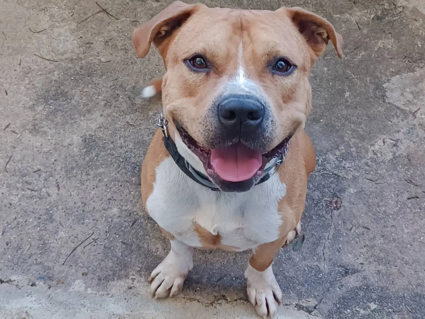 Adozione cane, maschio, Amstaff Razza sconosciuta, 5 anni e 6 mesi, taglia media, Genova