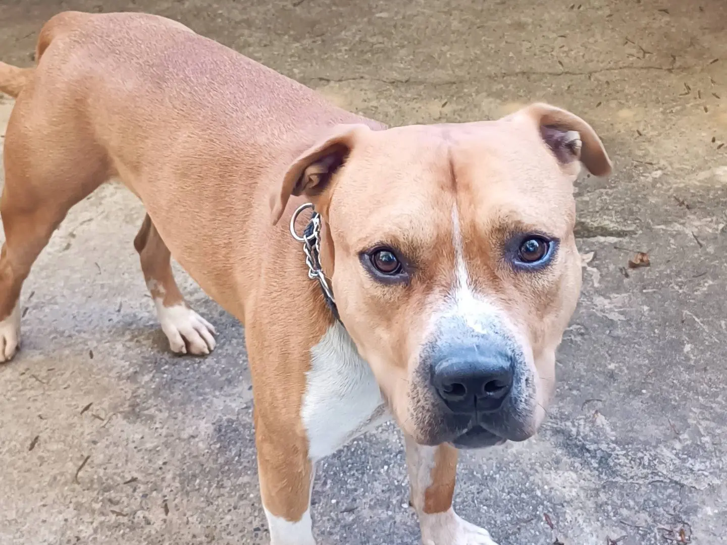 Adotta un cane, maschio, 5 anni e 6 mesi, Genova