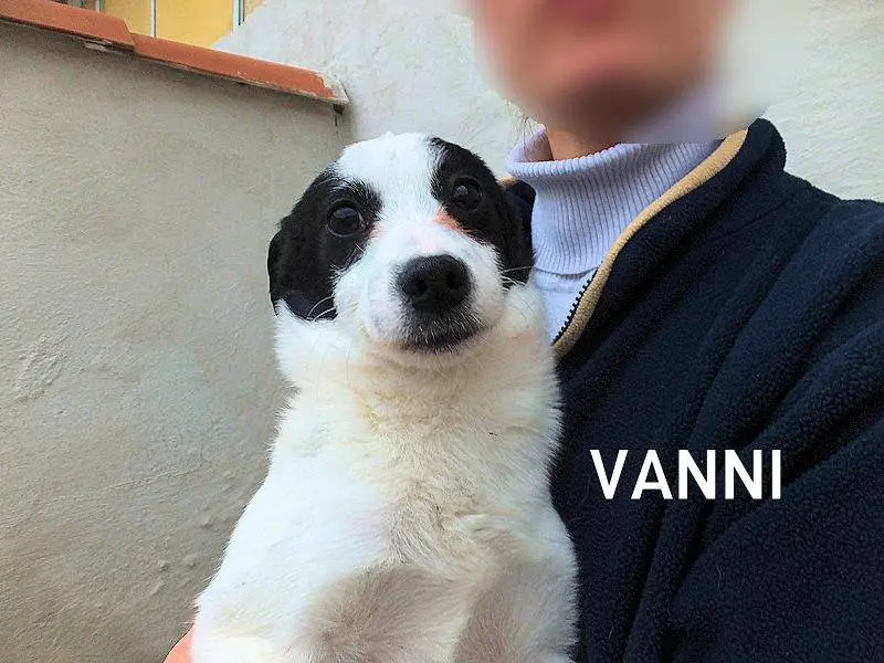 Adozione cane, maschio, Razza sconosciuta Razza sconosciuta, 1 anno e 2 mesi, taglia media contenuta, Frosinone