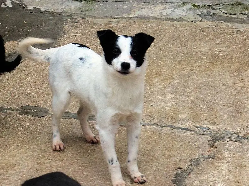 Adotta un cane, maschio, 1 anno e 2 mesi, Frosinone