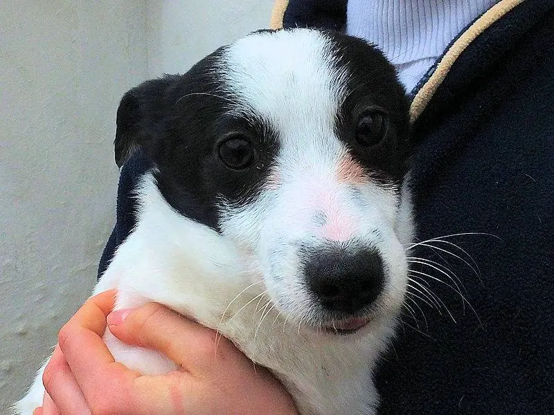 Adotta un cane, taglia media contenuta, maschio, Frosinone