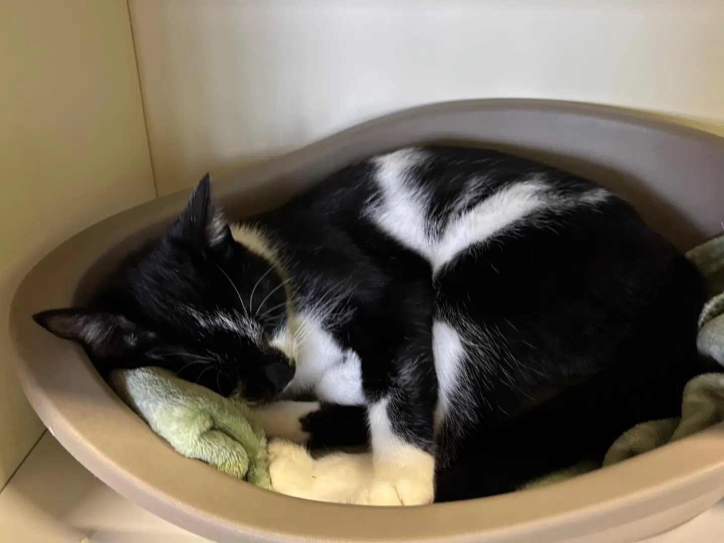 Adozione gatto, femmina, Razza sconosciuta Razza sconosciuta, 1 anno e 4 mesi, taglia non valida, Brescia
