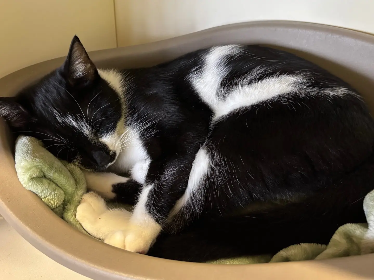 Adotta un gatto, femmina, 1 anno e 4 mesi, Brescia