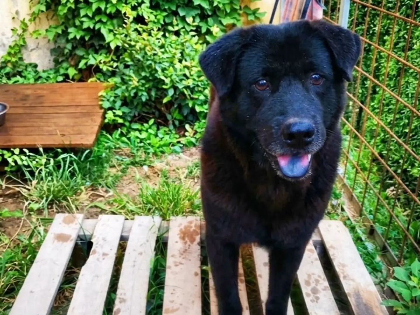 Adotta un cane, taglia media, maschio, Milano