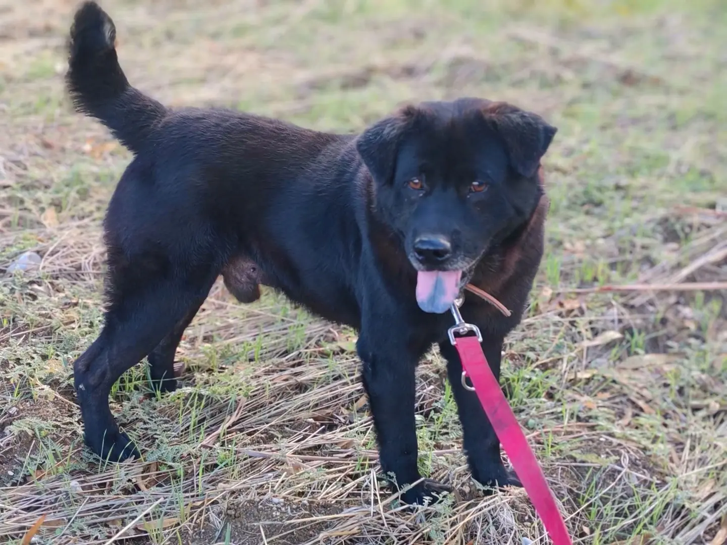 Adotta un cane, maschio, 2 anni e 10 mesi, Milano