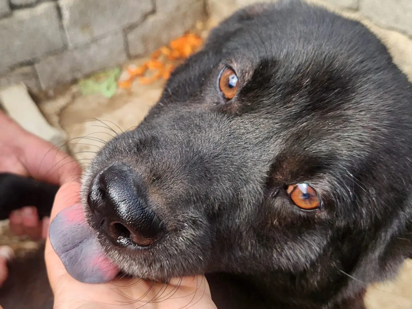Vuoi adottare un cane a Milano?