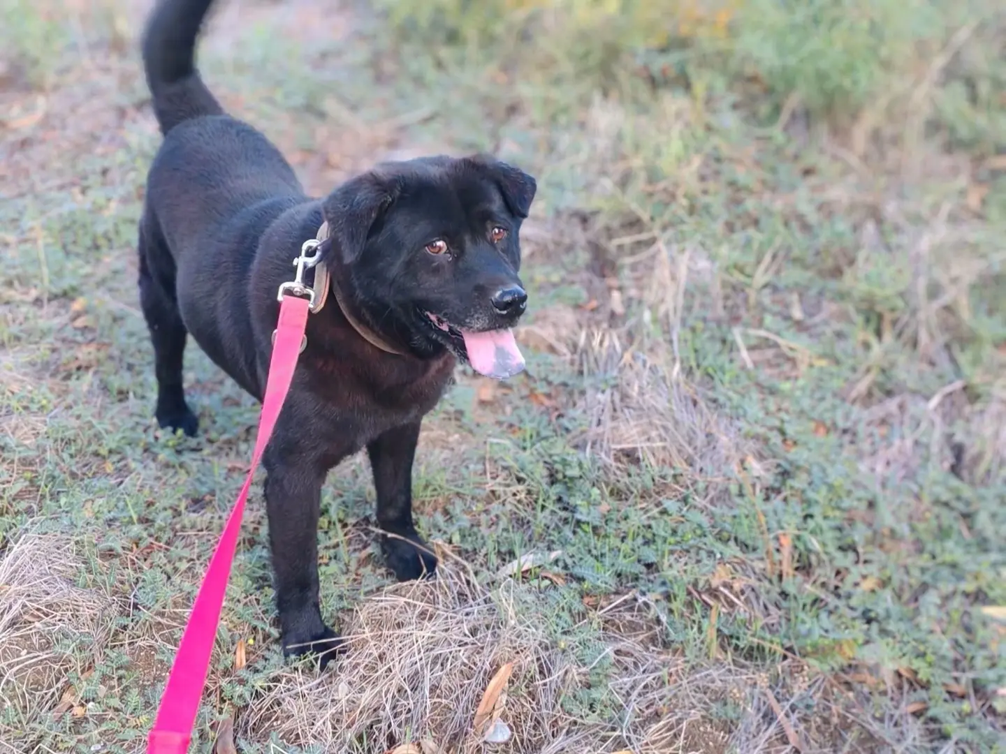Adozione cane, maschio, Chow Chow Razza sconosciuta, 2 anni e 10 mesi, taglia media, Milano