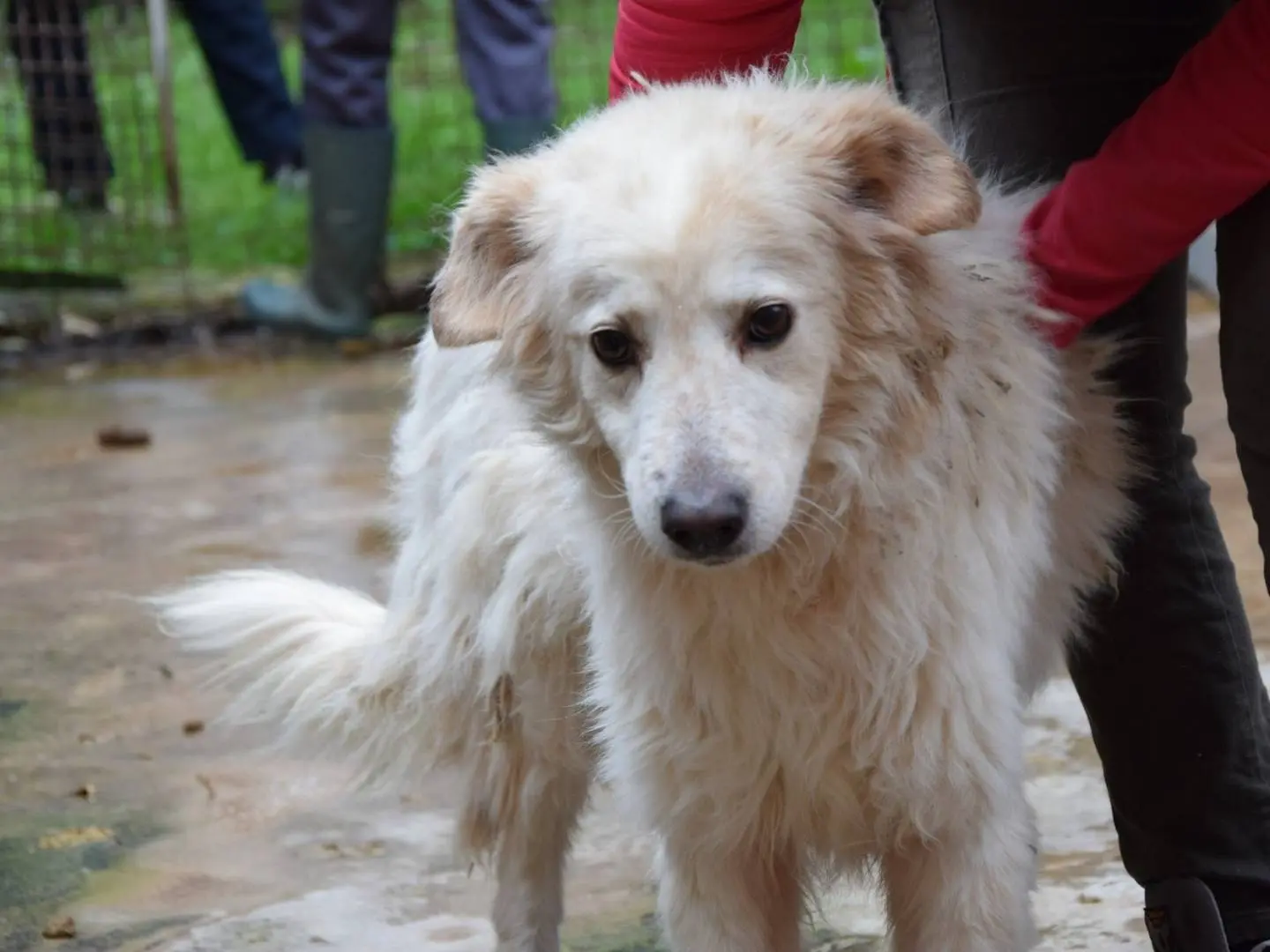 Adozione cane, femmina, Razza sconosciuta Razza sconosciuta, 9 anni e 5 mesi, taglia media, Chieti