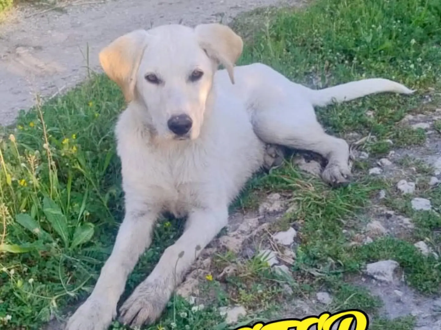 Adozione cane, maschio, Razza sconosciuta Razza sconosciuta, 11 mesi, taglia media, Crotone