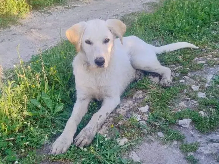 Adotta un cane, maschio, 11 mesi, Crotone