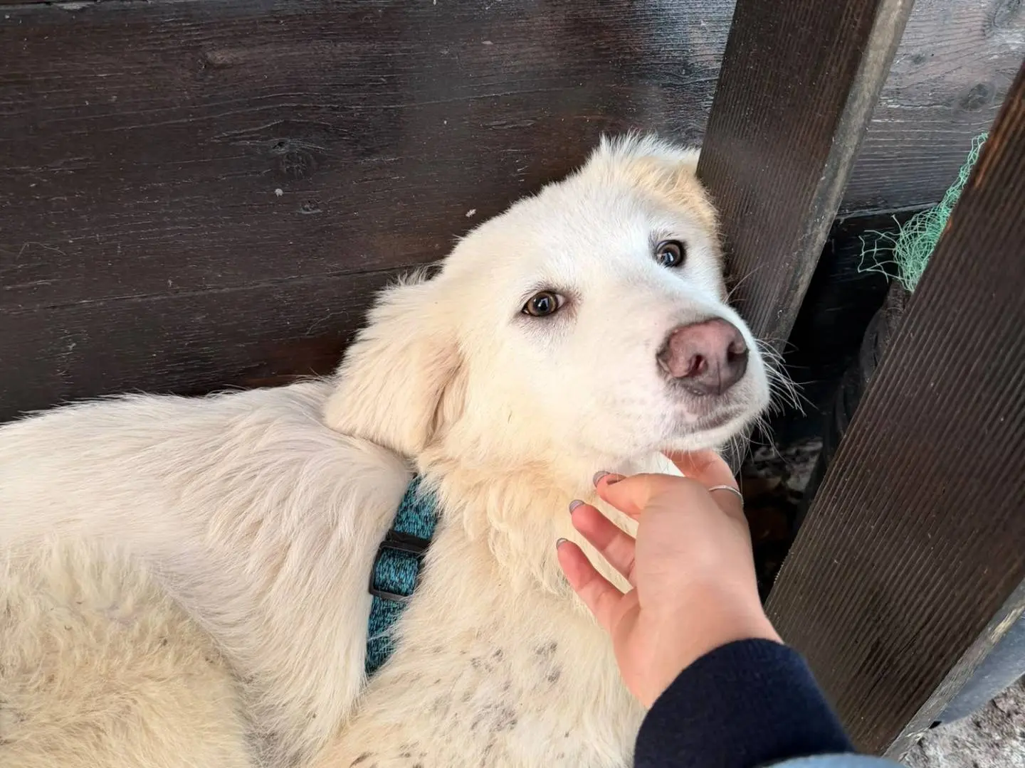 Adozione cane, femmina, Razza sconosciuta Razza sconosciuta, 3 mesi, taglia media, Pavia