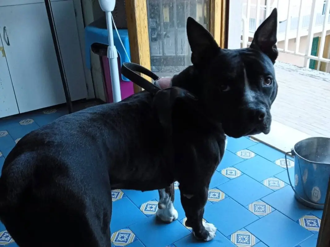 Adotta un cane, taglia grande, maschio, Mantova
