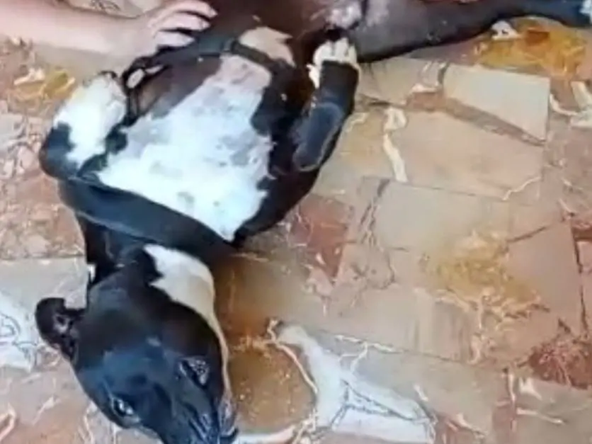 Vuoi adottare un cane a Mantova?