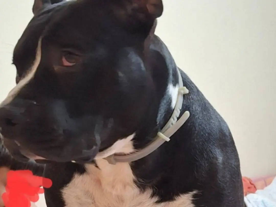 Adotta un cane, maschio, 3 anni e 4 mesi, Mantova