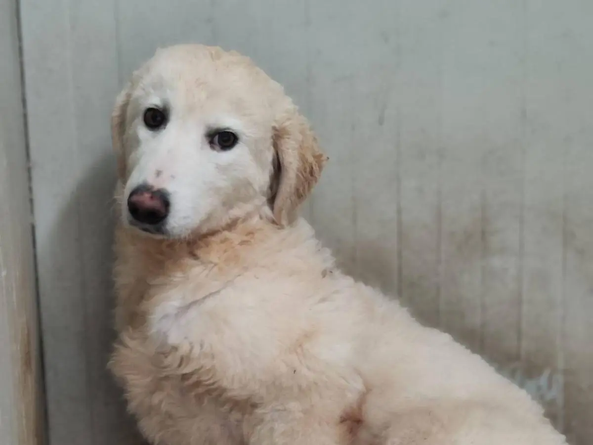 Adotta un cane, maschio, 1 anno e 4 mesi, Palermo