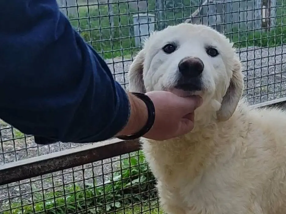 Adotta un cane, taglia grande, maschio, Palermo