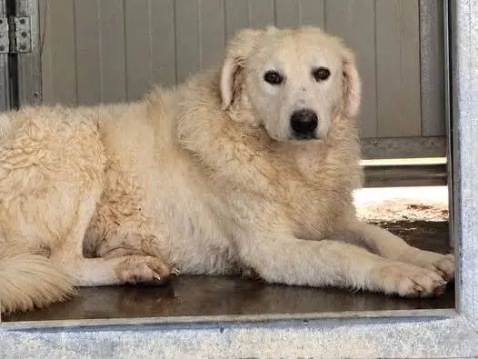 Adotta il cane Poppy a Palermo