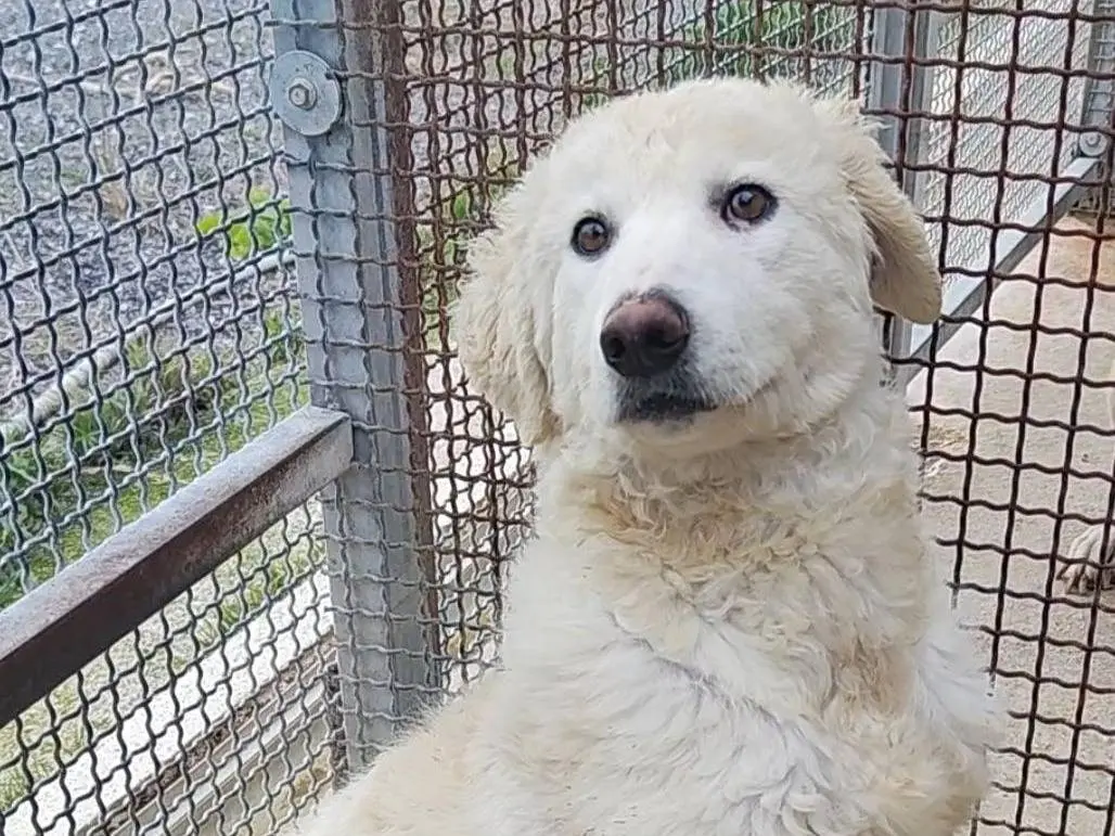 Vuoi adottare un cane a Palermo?