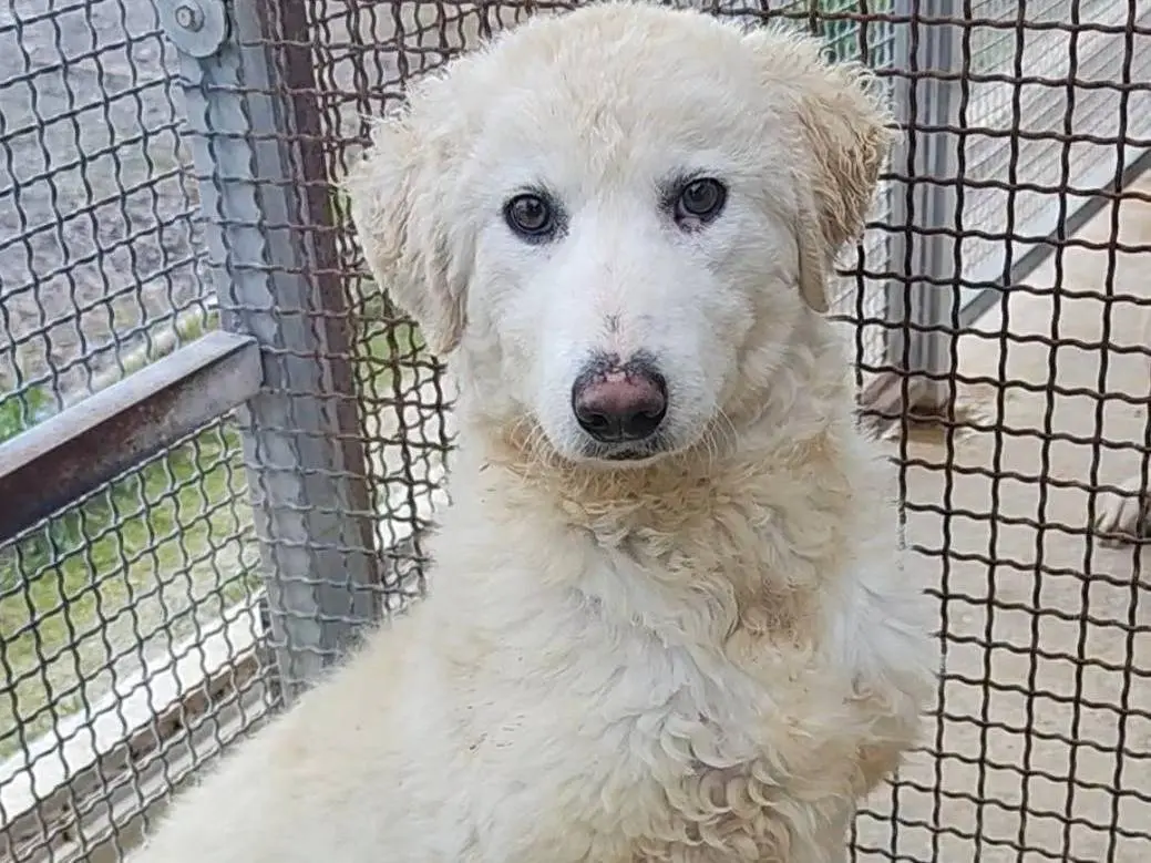 Adozione cane, maschio, Pastore maremmano Razza sconosciuta, 1 anno e 4 mesi, taglia grande, Palermo